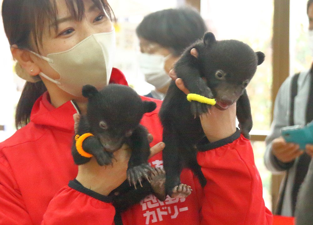 🏞️ 아소 커들리 도미니언